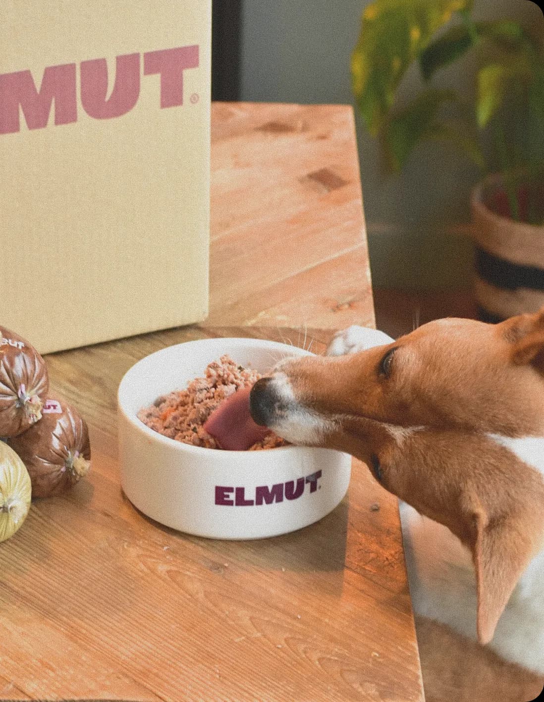 Rocky le chien mange sa gamelle Elmut