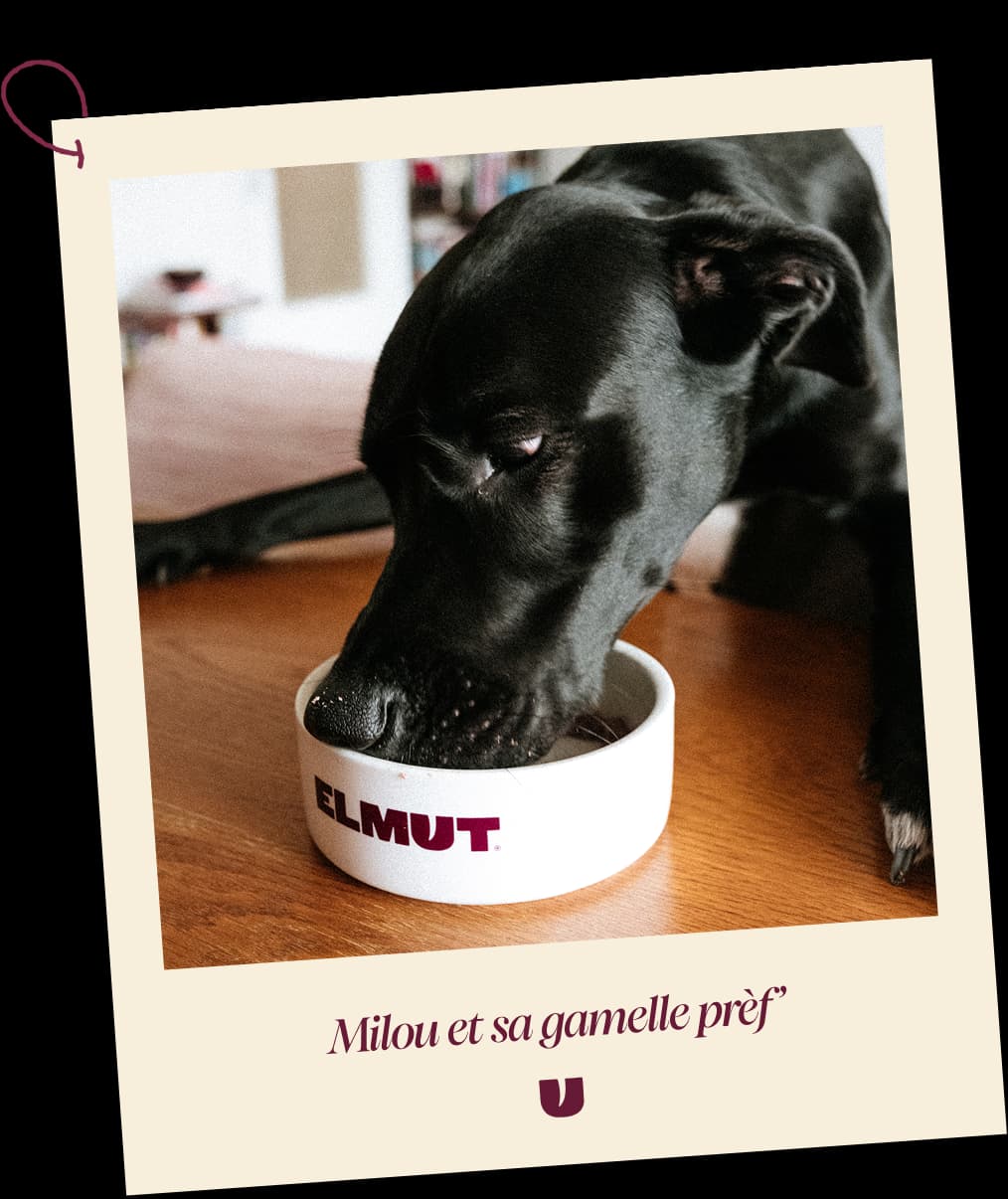 Un chien noir mange dans sa gamelle Elmut posée au sol, légendé « Milou et sa gamelle prèf’ »