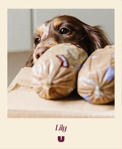 Lily