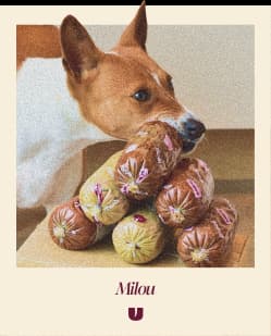 Milou